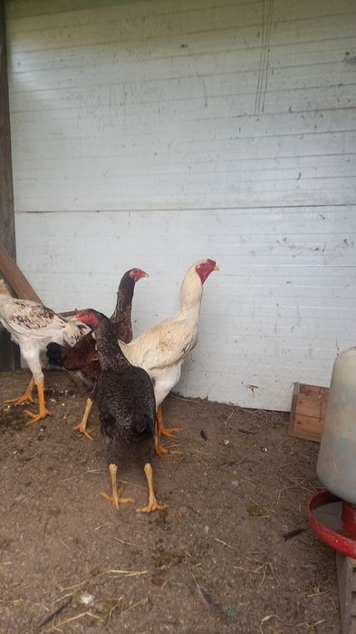 Indio gigante/polaco gigante