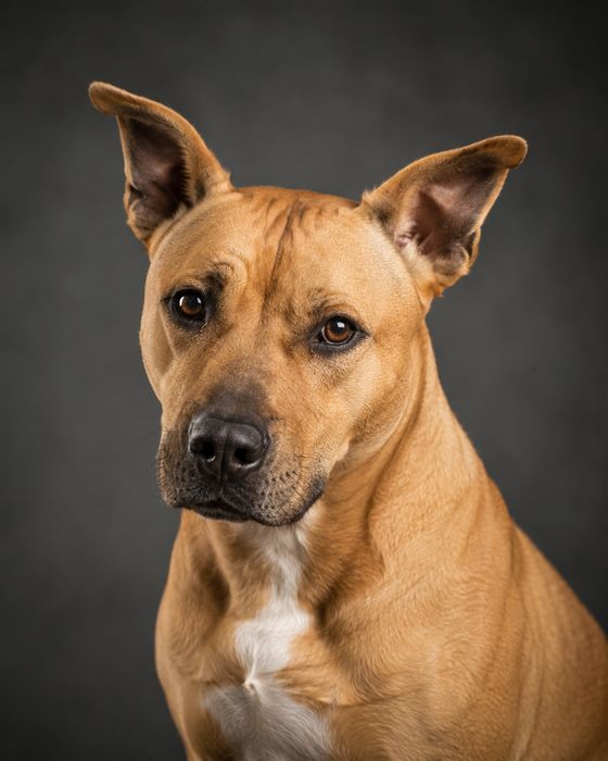 American Staffordshire Terrier