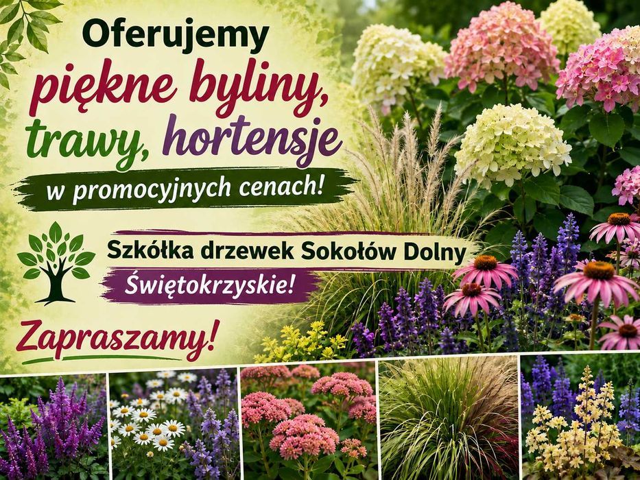 Trawy ozdobne, byliny, hortensje bukietowe DUŻY wybór Świętokrzyskie Pomagamy w wyborze!