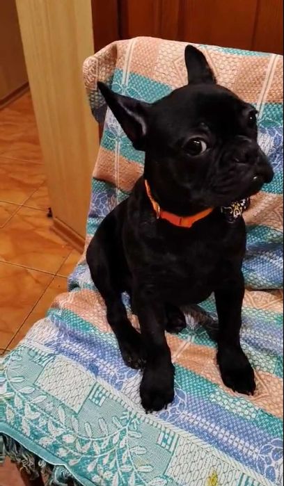 Французский бульдог. Чёрная девочка.
