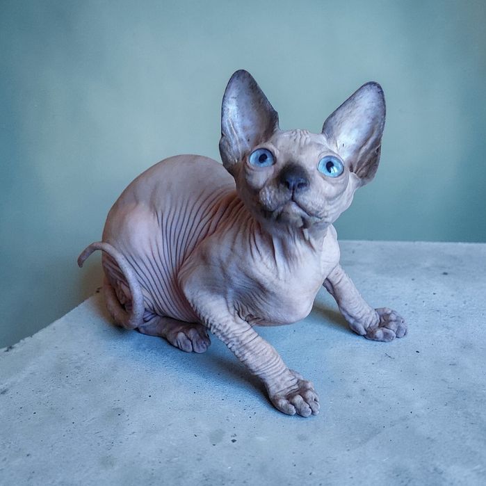 Канадский Сфинкс, мальчик