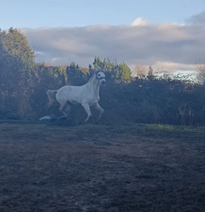 Para venda  ou trocacavalo PSL