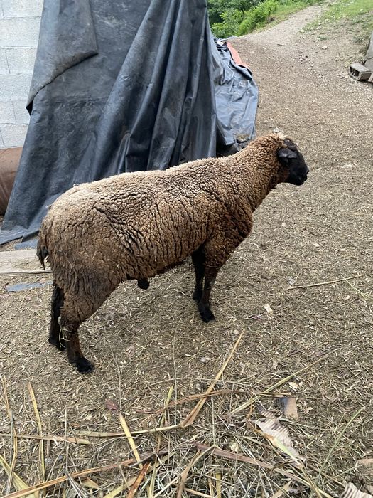 Vendo carneiro para refugo