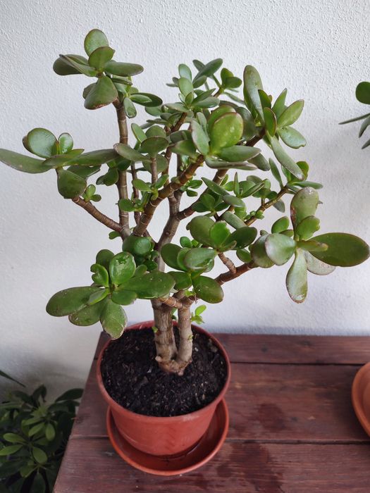 Planta de exterior Jade