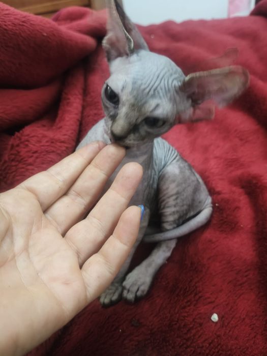 Gatinho sphynx macho
