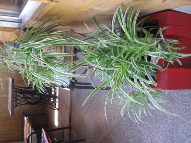 Хлорофитум для интерьера в вазонах