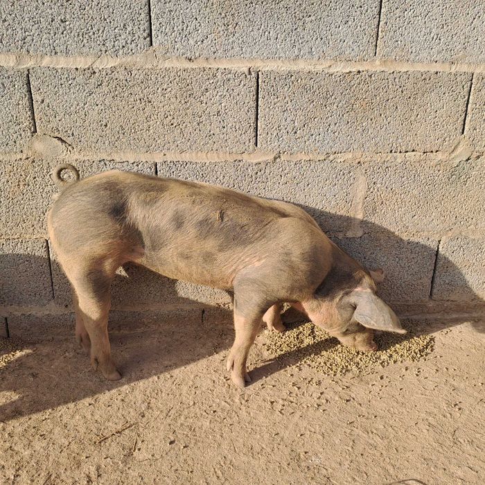 Porcos Duroc / Pietran