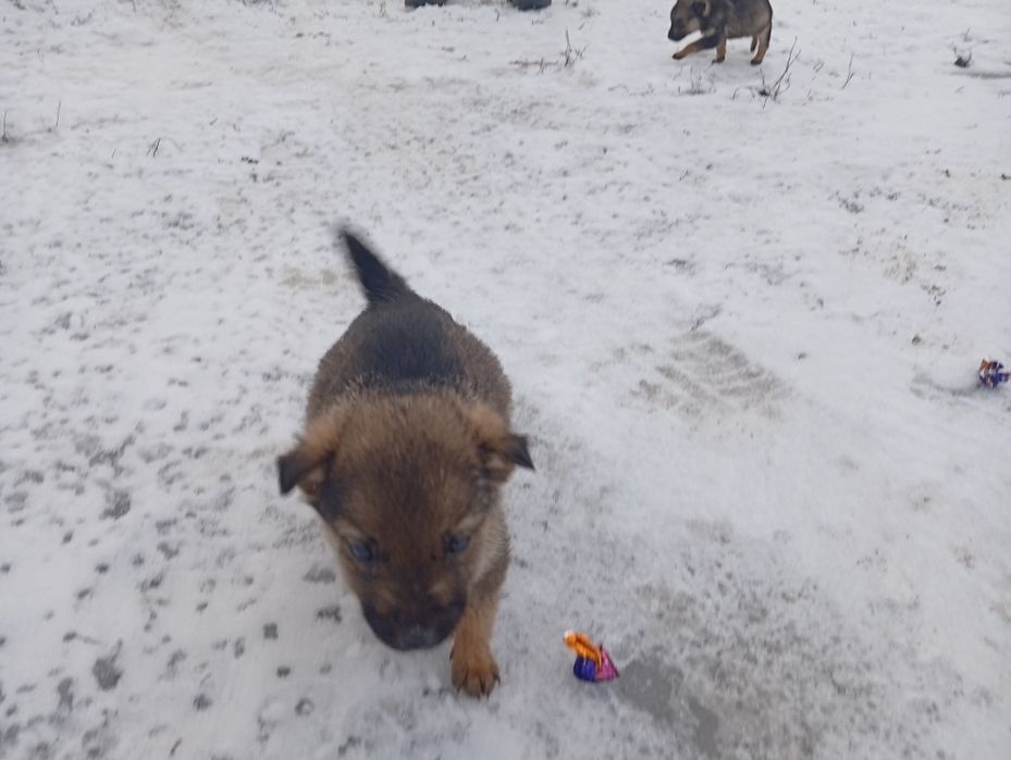 Віддам в добрі руки!