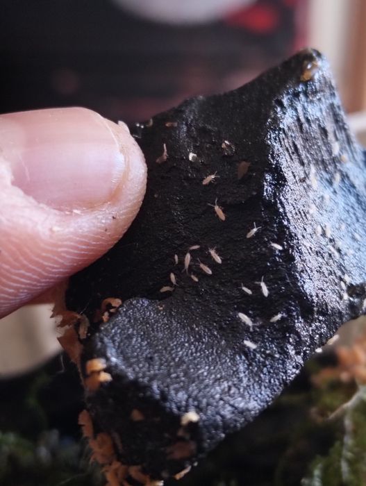 Kit Colembolos ( Springtails ) - Várias Especies