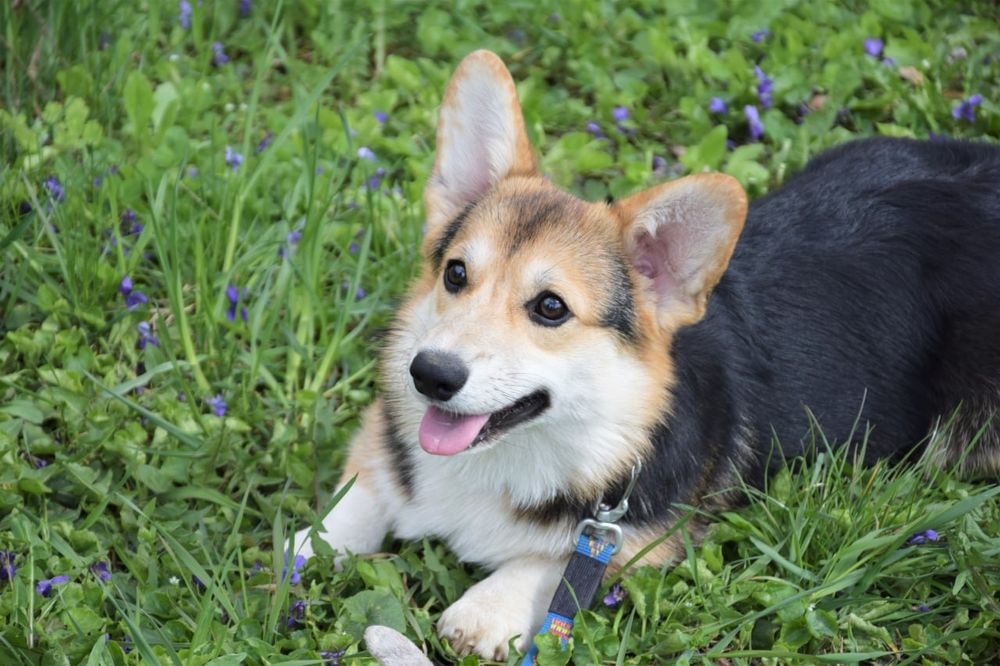 Вельш Коргі Пемброк