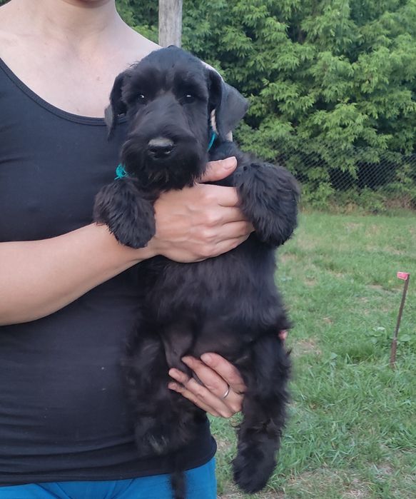 Цвергшнауцер цуценята чорного забарвлення