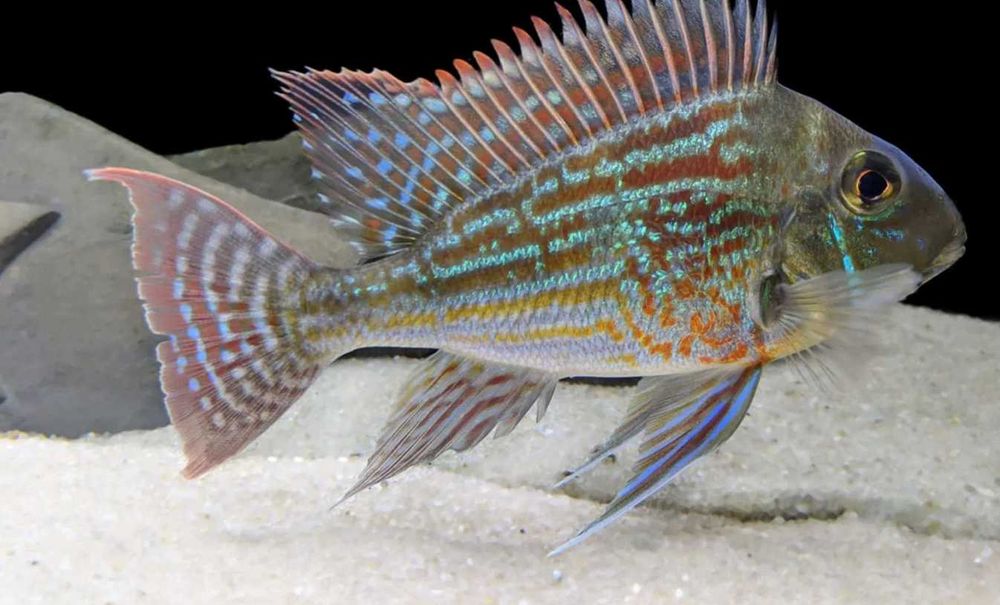 Ziemiojad sveni - Ładne, duże 6-7cm | Hodowla Łajski