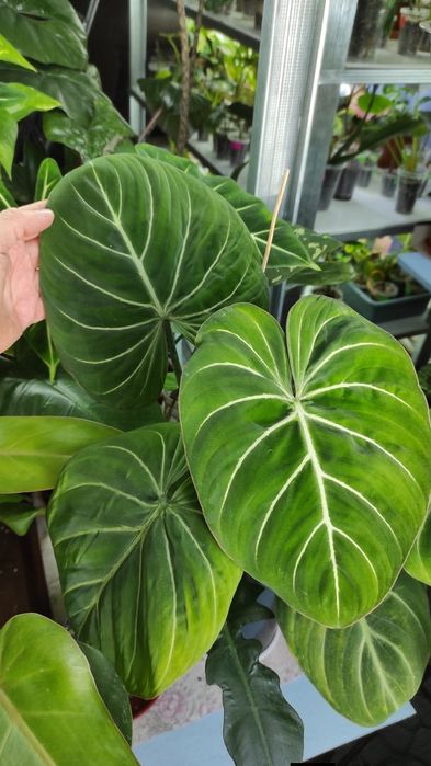 Филодендрон монстера Amydrium silver medium,Пінатум варієгатна, Білліт