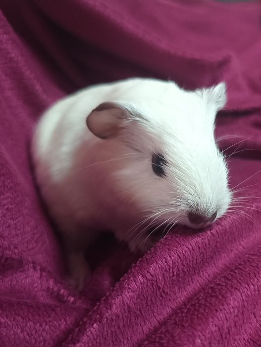 Каліфорнійські морські свинки (Мурчики)