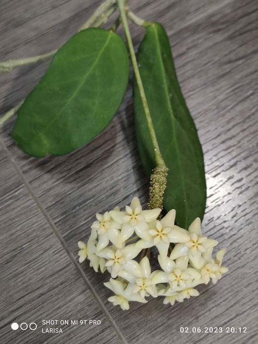 Hoya Cagayanensis