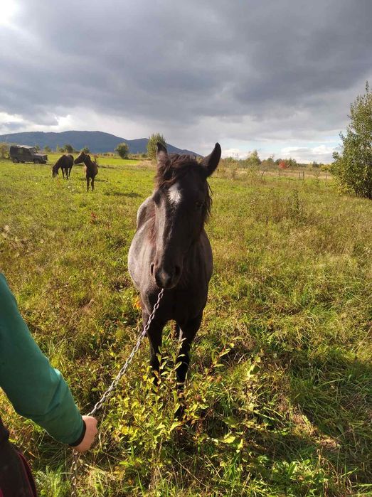 Продам лоша чорного кольору