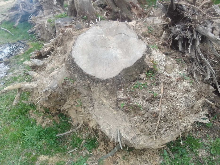 Oddam korzenie za darmo