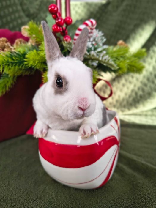 Karzełek rex samczyki i samiczka