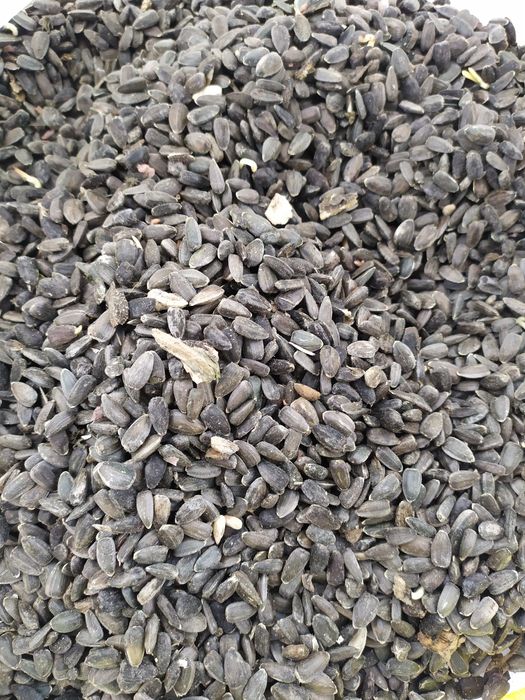 Насіння соняшнику урожай 2025 р.