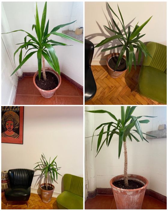 Yuca Grande com Vaso  | Large Yuca with Pot