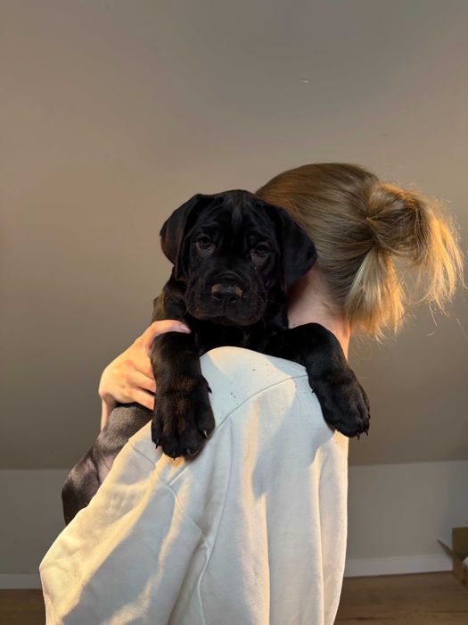Szczeniak Cane Corso - Czarna - Suczka - Mocna budowa