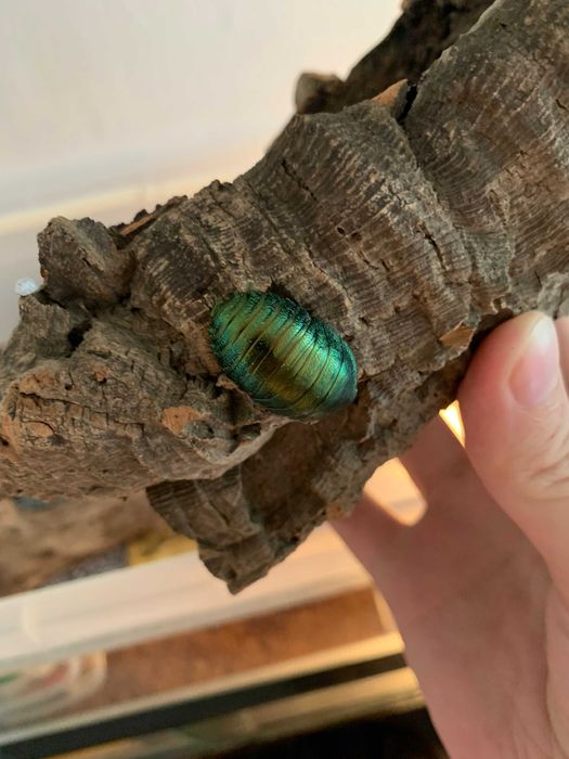 Najpiękniejsze karaczany ozdobne Pseudoglomeris magnifica