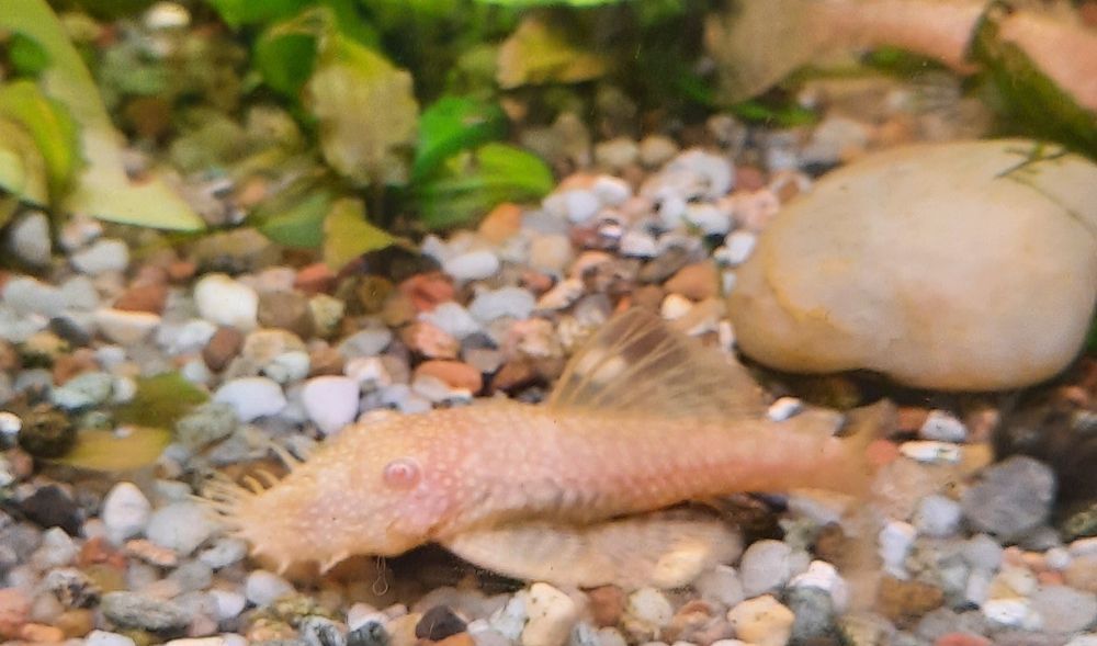 Zamienię Glonojady dorosłe samce  albinos