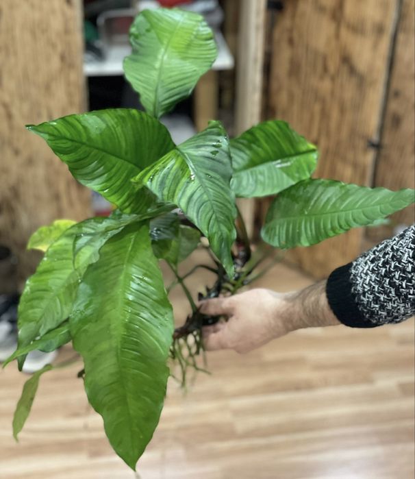 Anubias heterophylla
