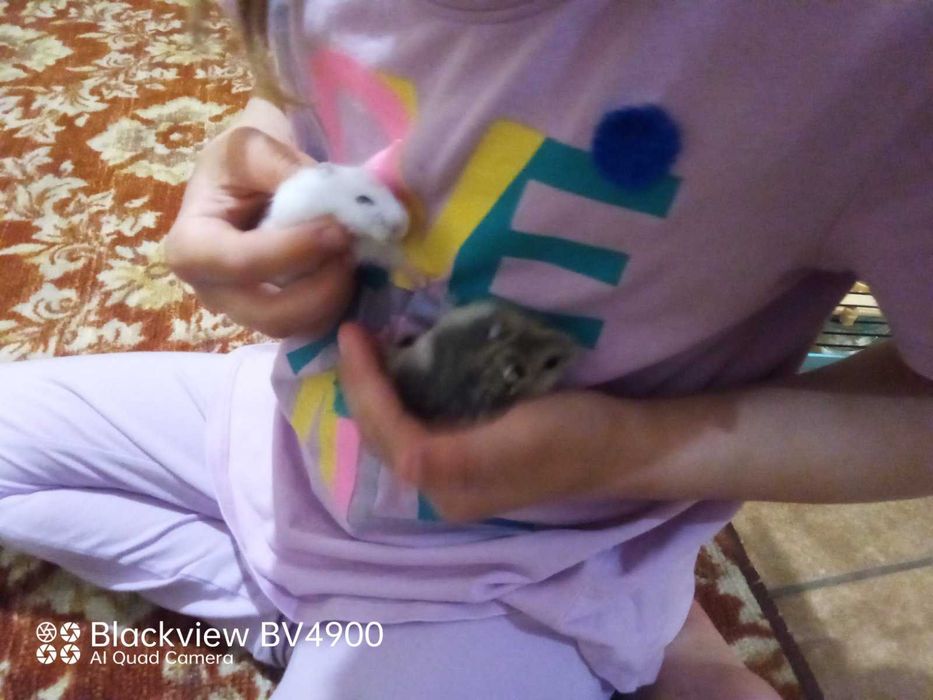 Хомяк джунгарик разных окрасов