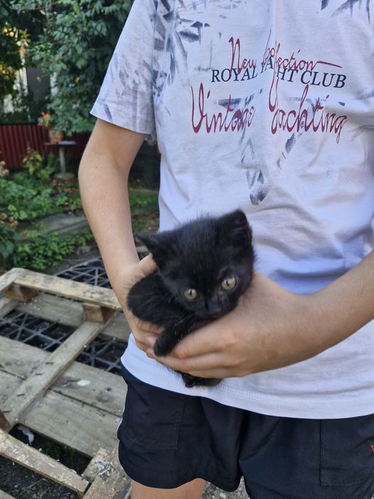 віддам у добрі руки кошенят