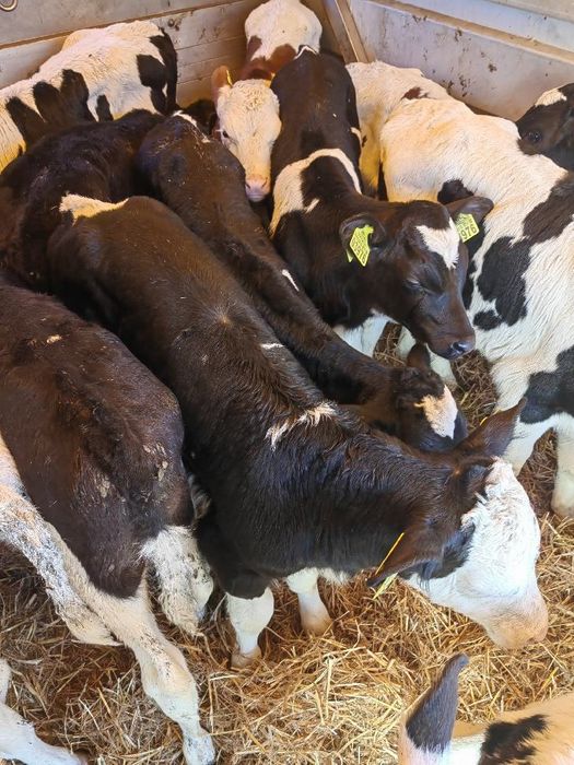 Cielaki z Polskich gospodarstw