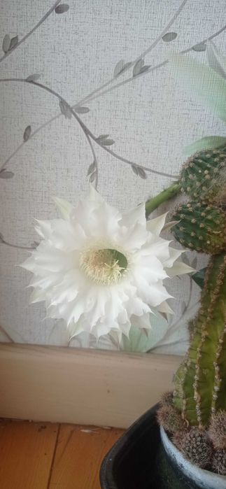 Ехінопсис дорослий