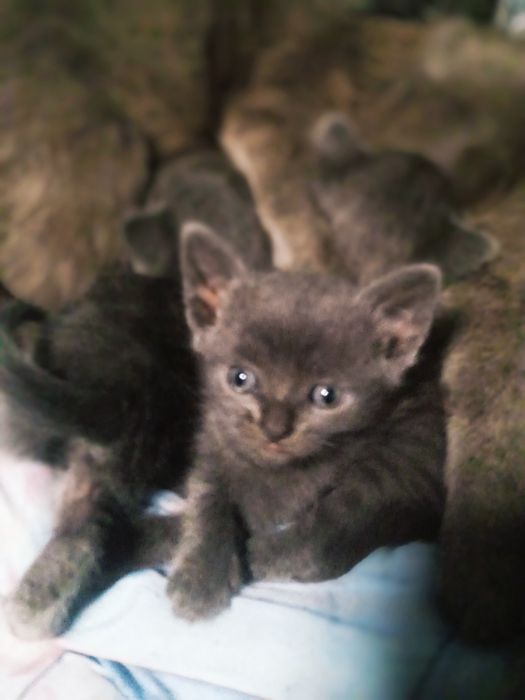 Кошенята,Британські