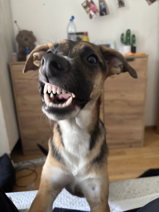 Kayla (2 lata) – cudowna suczka do adopcji
