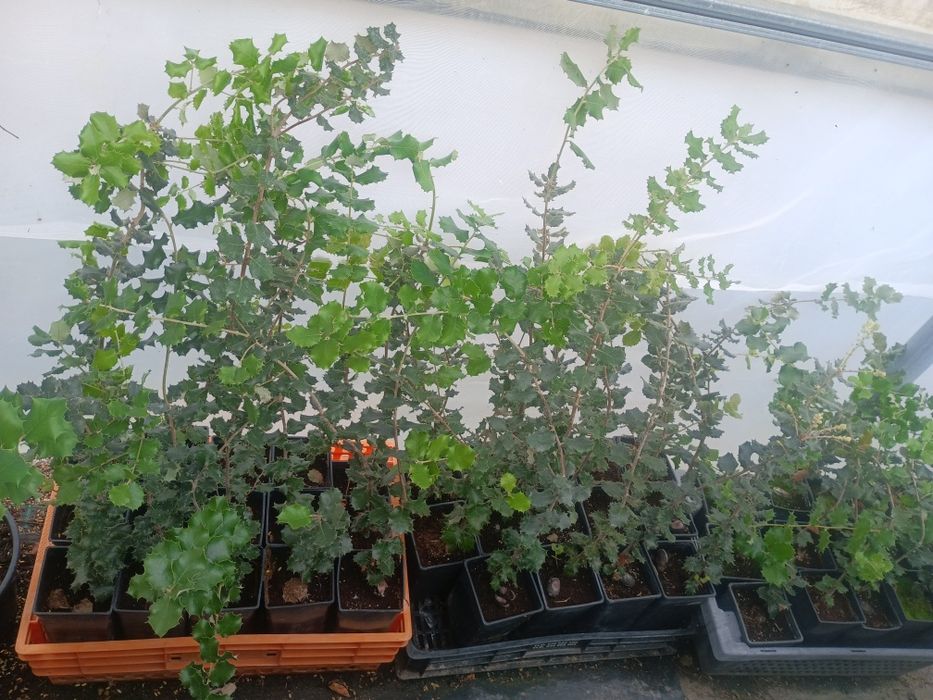 Azinheira doce ( quercos rotundifolia ) )