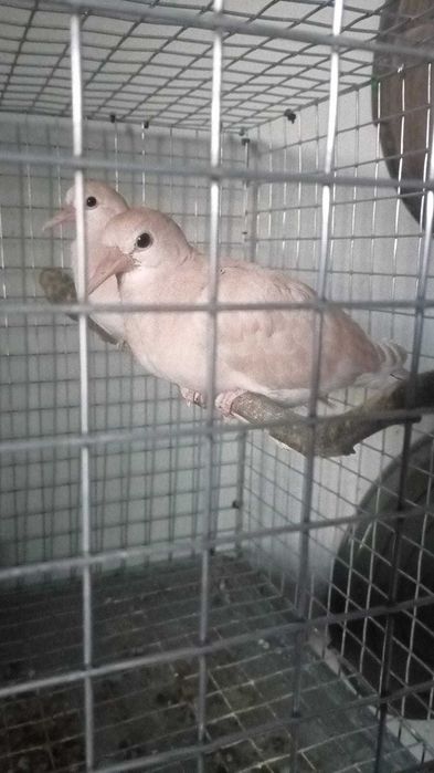 rolas mansas criadas a mão