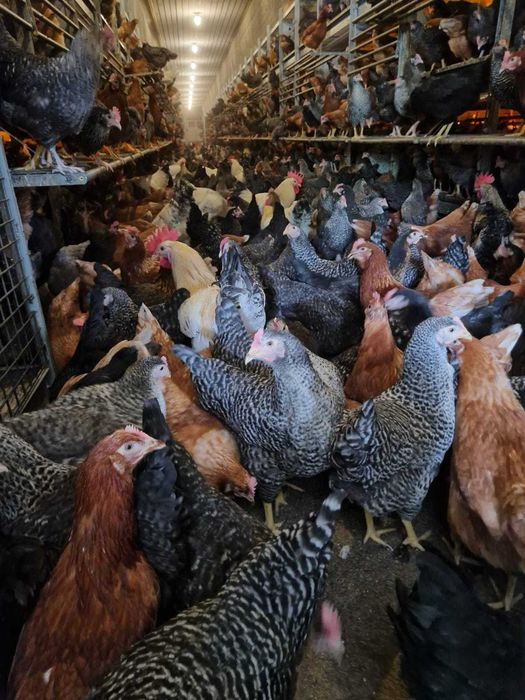 Kury nioski Rosa z pierwszym jajkiem. Leghorn z własnej hodowli.