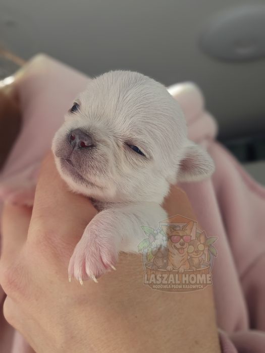 Chihuahua Mini dziewczynka suczka MIMI