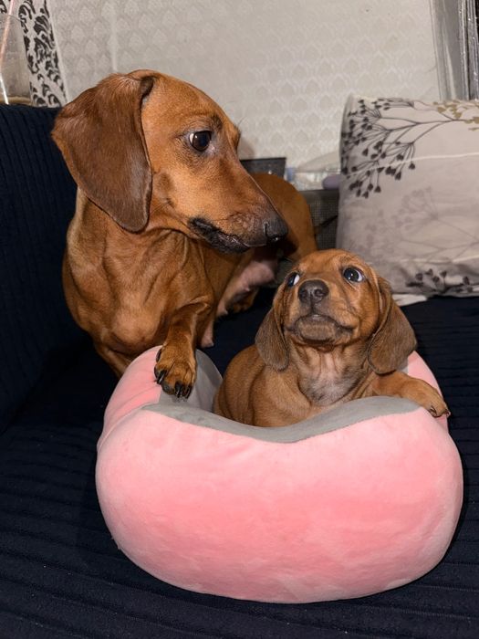 Дітки міні такси 3 хлопчика, 2 дівчинки