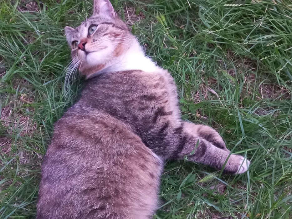 Котик ищет дом и семью