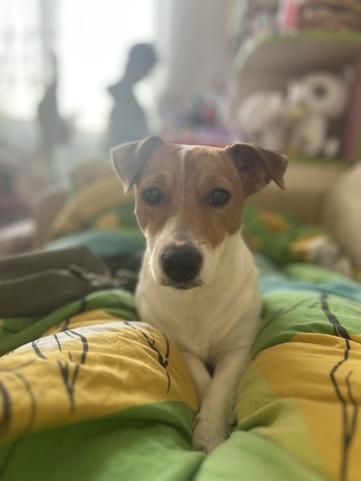 Собака Джек Рассел