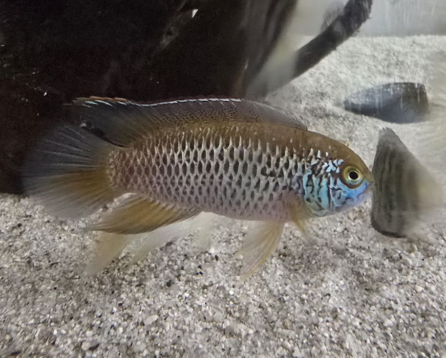 Akara paskowana kratkowana dorosłe Nannacara anomala