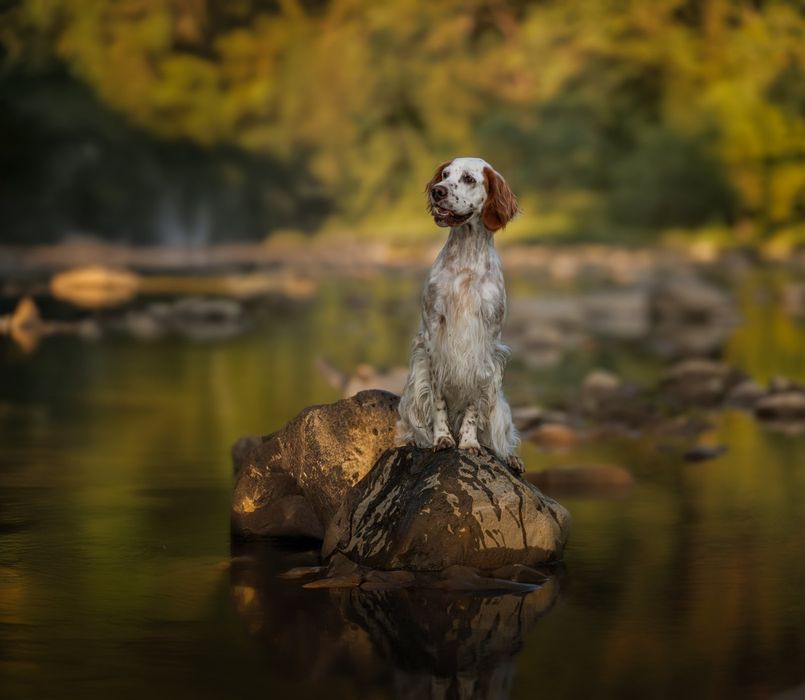 Англійський сетер