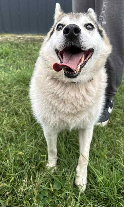 Oskar psiak do adopcji
