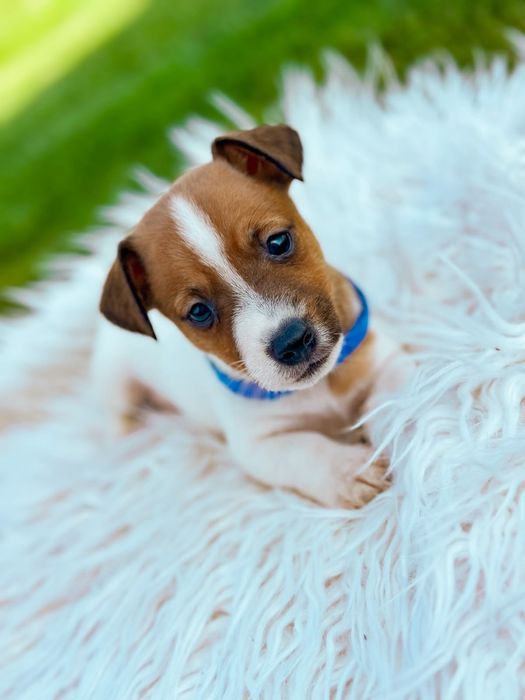 Jack Russell Terrier "Piesek"