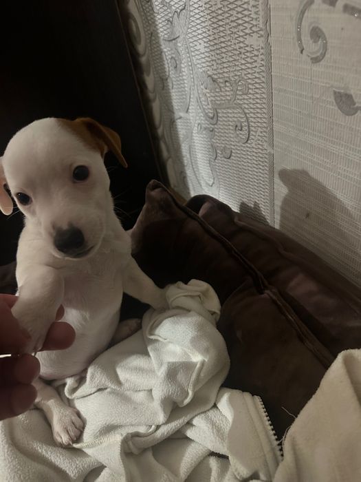 Джек Рассел Терʼєр