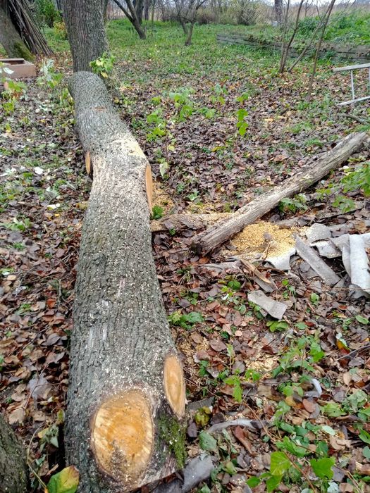 Продам домашню грушу на меблі або дошку.