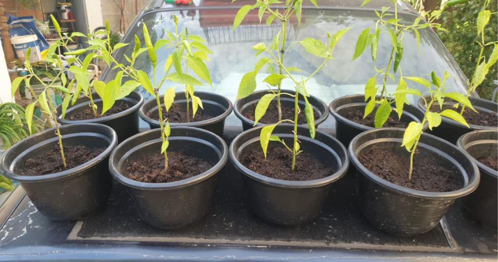 Pimenteiras pequenas vermelhas