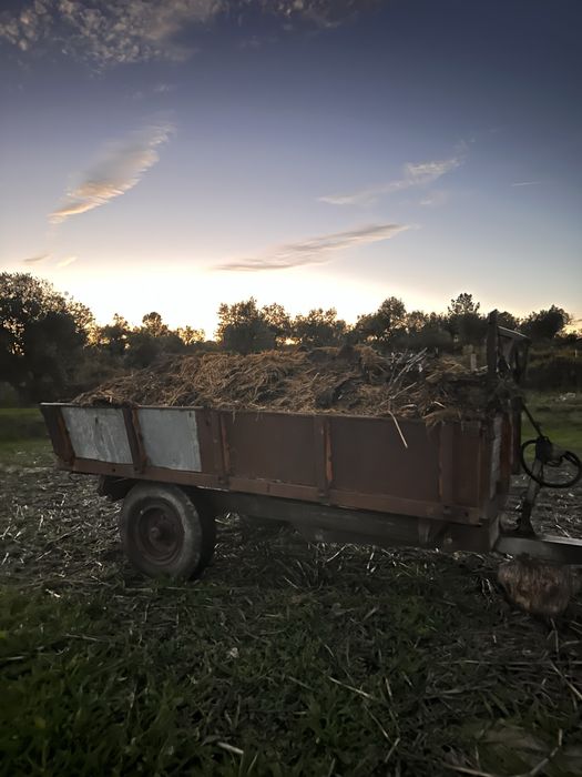 Estrume de ovelha64285543370497121