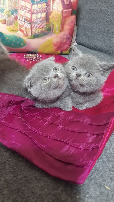 Продаються кошенята